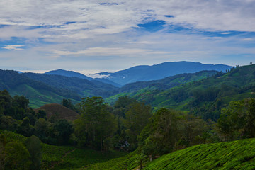Naklejka na ściany i meble Landscape of tea plantation on mountains at Cameron Highlands with mist at sunrise near Kuala Lumpur, Malaysia.