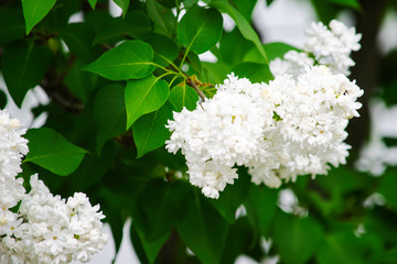 white lilac flowers on a background of green leaves