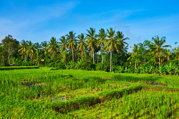 Fototapeta na wymiar Spectacular view of organic rice fields on terraces. Rice fields Jatiluwih on Bali island, Indonesia. Travel and nature background.
