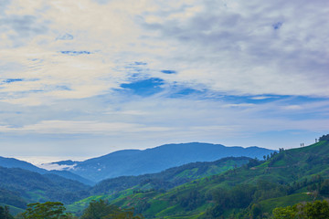 Obraz na płótnie Canvas Landscape of tea plantation on mountains at Cameron Highlands with mist at sunrise near Kuala Lumpur, Malaysia.