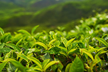 Beautiful fresh green tea background. Selective focustea leaves with drops of morning dew. Sungai Palas in Cameron Highlands, Malaysia.