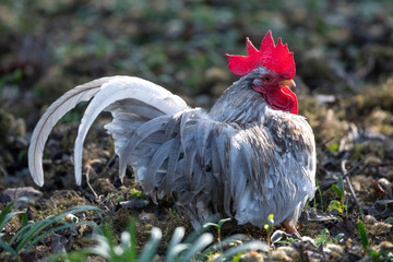 portrait of a rooster