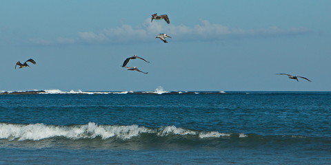 Brown pelicans at the beach of Tamarindo in Costa Rica