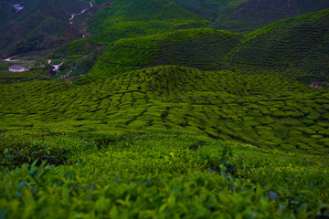 Amazing landscape view of tea plantation. Nature background. Cameron Highland Tea Plantation, Malaysia.