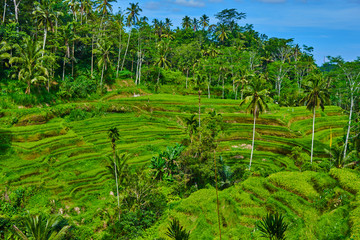 Fototapeta na wymiar Beautiful rice terraces well-watered volcanic slopes, Ubud, Bali.