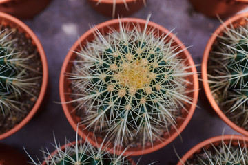 Collection of cactus plants in pots. Small ornamental plant. Selective focus, top-view shot. Cactus...