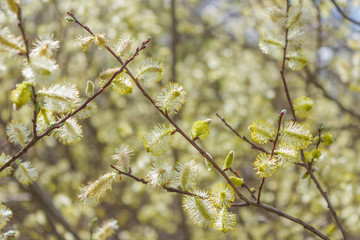 Buds flowering pussy-willow