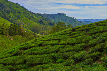 Fototapeta na wymiar Landscape of tea plantation on mountains at Cameron Highlands with mist at sunrise near Kuala Lumpur, Malaysia.