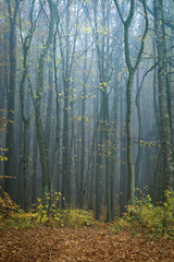 M&auml;rchenwald Zauberhaft