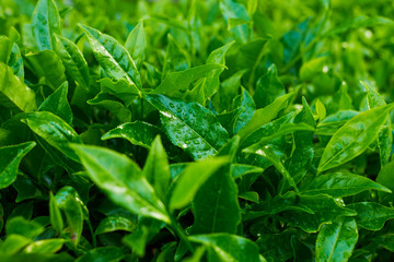 Beautiful fresh green tea background. Selective focustea leaves with drops of morning dew. Sungai Palas in Cameron Highlands, Malaysia.