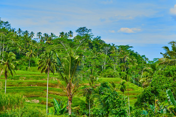 Fototapeta na wymiar Tegallalang rice Terraces, Ubud, Bali, Indonesia. Summer travel at Indonesia.