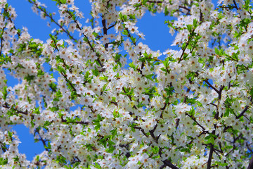 Blooming cherry. White flowers on a tree branch on a green background