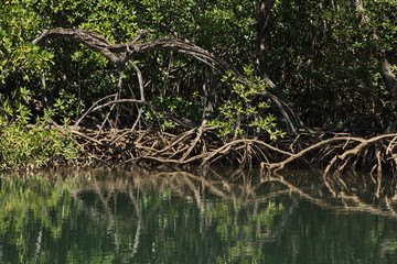 Mangrove forest at Tamarindo in Costa Rica