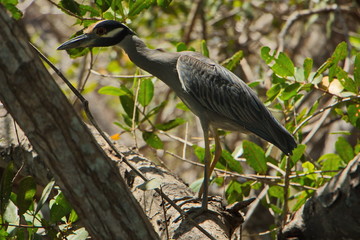 Yellow-crowned night heron at Tamarindo in Costa Rica