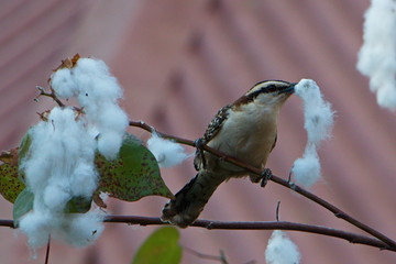 Rufous Naped Wren building a nest in Tamarindo in Costa Rica