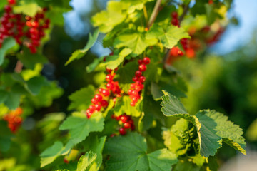 Fototapeta premium Red Currant hanging on a bush. Ripe currants in the garden. Selective focus. Some berries in focus, some are not.
