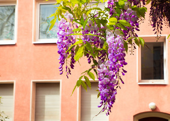 Fototapeta na wymiar Pretty spring wisteria hanging outdoors with building in the background