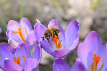 Bienen