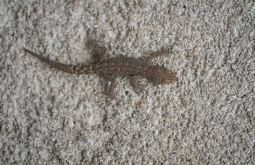Kotschy,s gecko, Mediodactylus kotschyi,