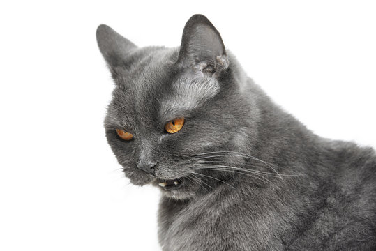 Angry Gray Cat Isolated On White Background