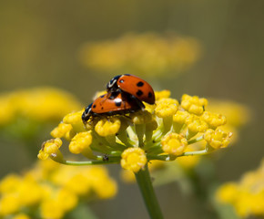 Naklejka premium ladybug on flower