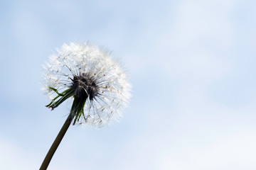 white fluffy dandelion on a background of bright blue sky, copy space
