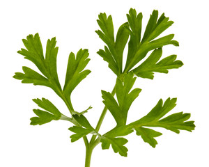 Green leaf of flowers anemones, isolated on white background