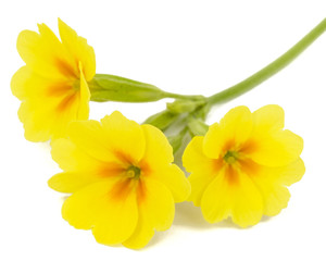 Fototapeta na wymiar Yellow flower of primrose, isolated on white background