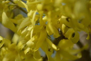 Mahonia