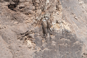 Sand Martin digging nest cavities.