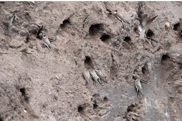 Sand Martin digging nest cavities.