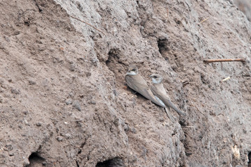 Sand Martin digging nest cavities.
