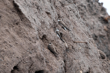 Sand Martin digging nest cavities.