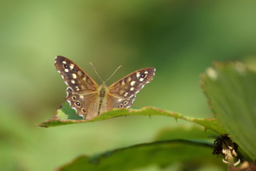 Fototapeta na wymiar Butterfly on Green Leaves