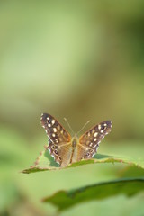 Butterfly on Leaves