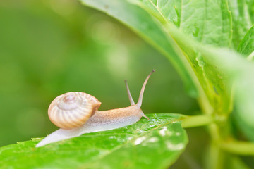 カタツムリ　梅雨　マイペース　散歩