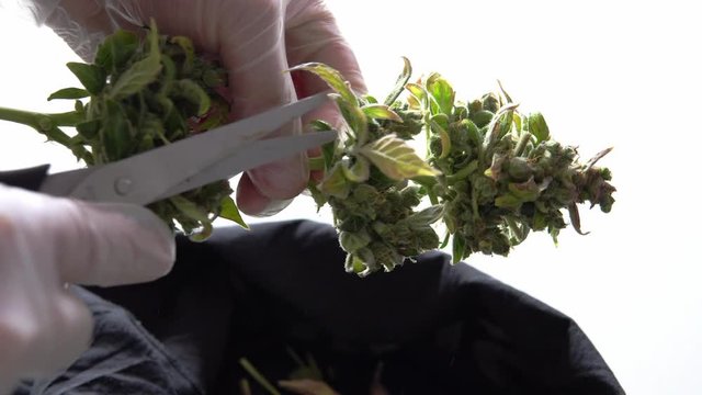 Wet Trimming marijuana process. Prepearing fresh cannabis harvest in details
