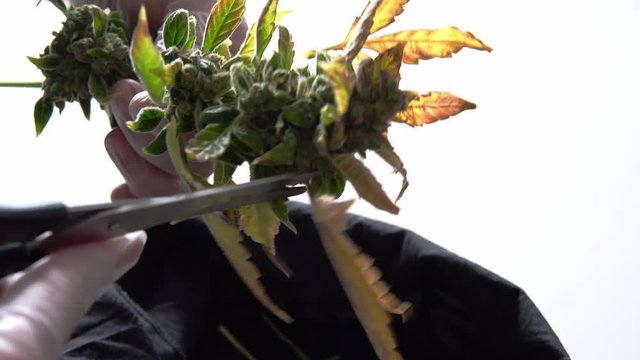 Process of trimming the flowering marijuana buds in mans  hands. Fresh medical cannabis harvest in close-up. 4k quality