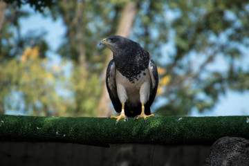 Aquila