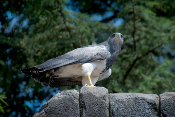 Aquila
