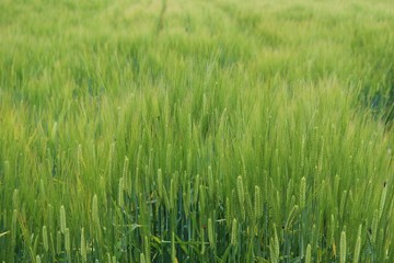 風景　春　麦畑　杤木