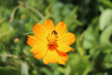 Orange Flower
