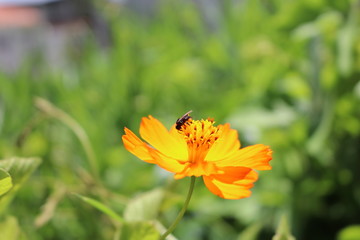 Orange Flower