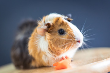 Guinea pig with 3 colors mix - sit on a chair with some carrot in studio