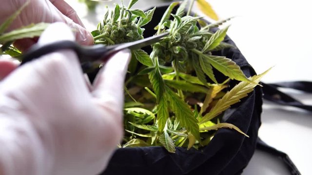 Process of trimming the flowering marijuana buds in mans  hands. Fresh medical cannabis harvest in close-up. 4k quality