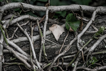 Corteccia di Bosco