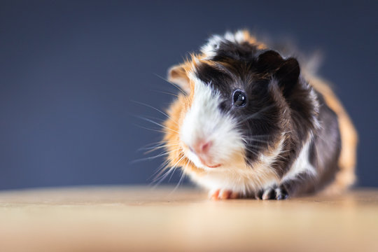 Guinea pig with 3 colors mix - look at camera and sit on a chair in studio with soft black space