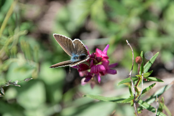 Farfalla
