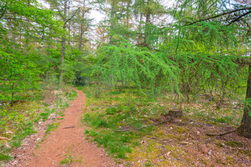 Path in a forest below a blue cloudy sky in sunlight in spring