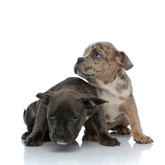 Two frightened American Bully puppies looking around